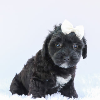 Callie - Available 6/26