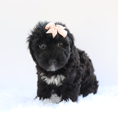 Callie - Available 7/2
