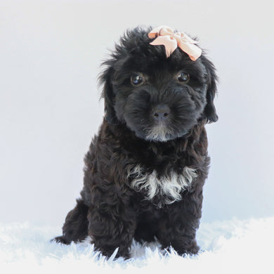Callie - Available 7/2