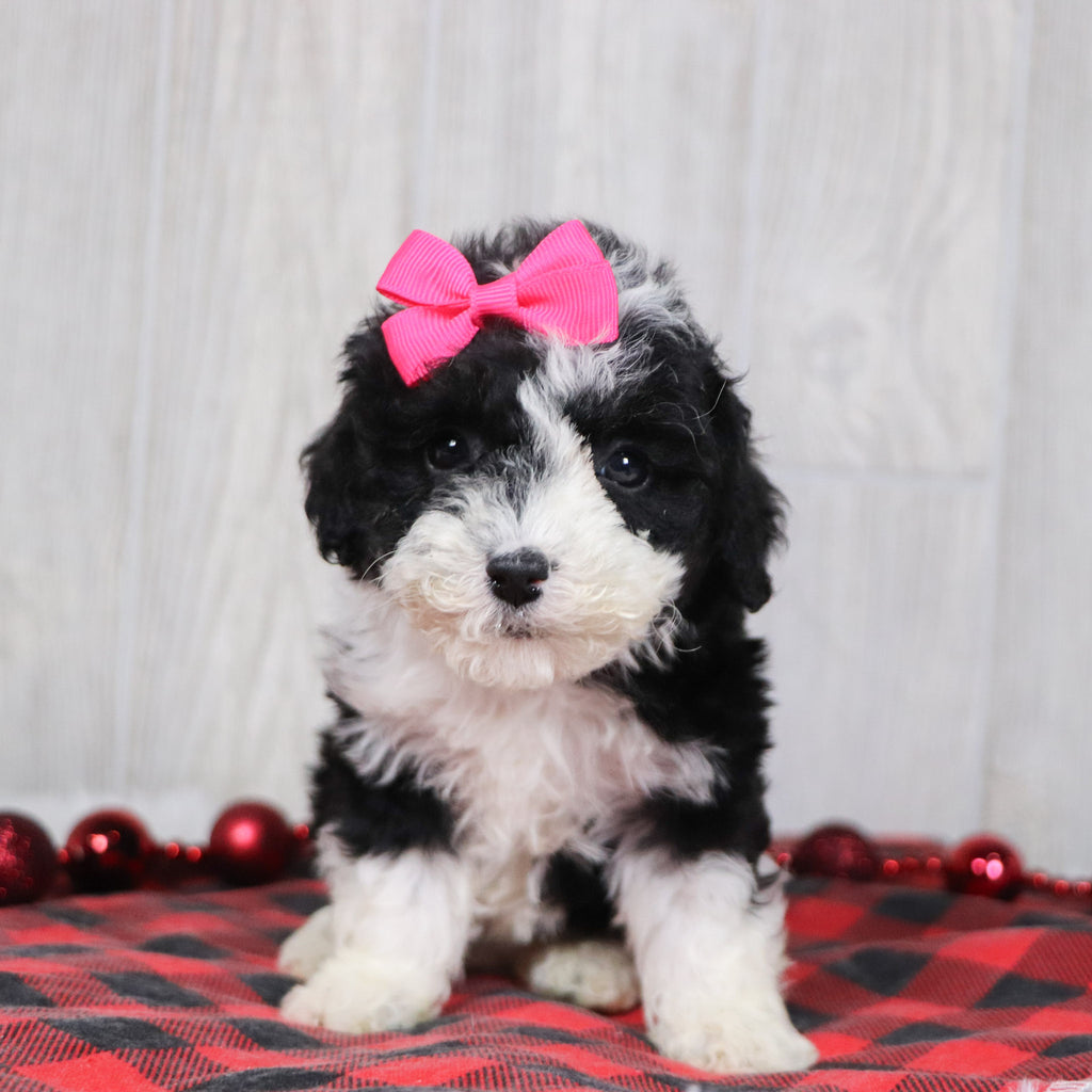 Camilla - Available 12/10