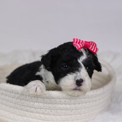 Camilla - Available 12/10