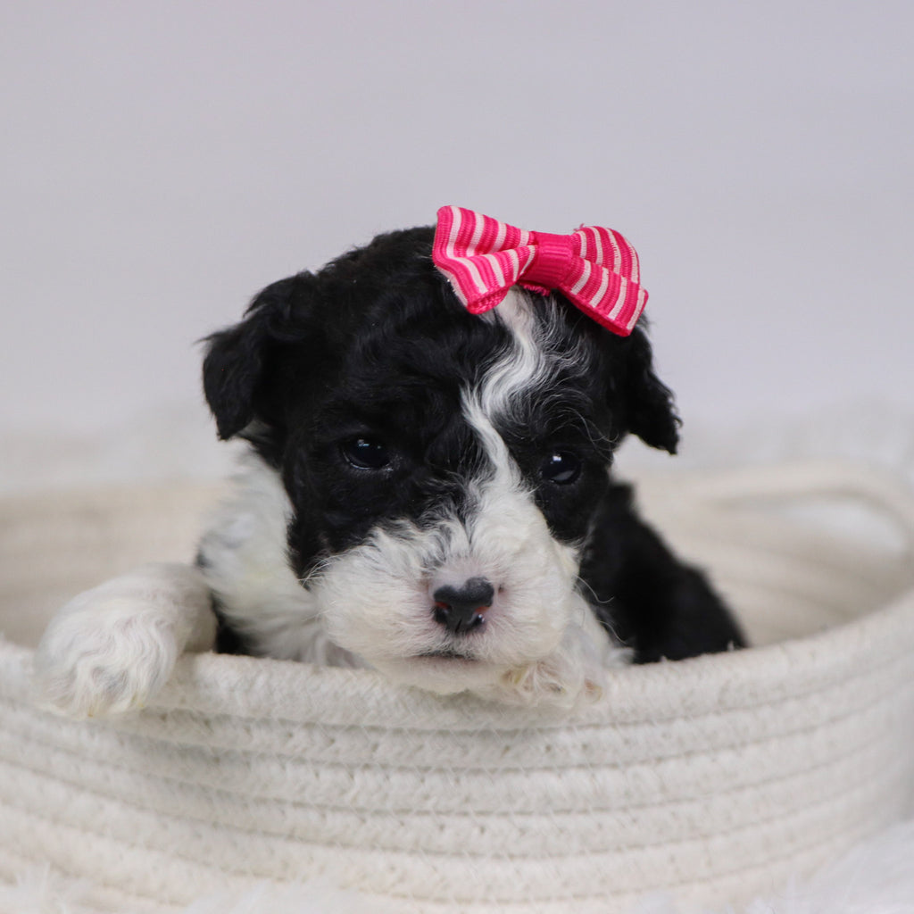 Camilla - Available 12/10