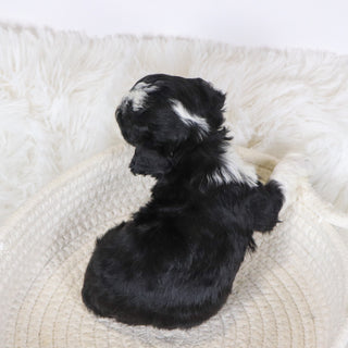 Camilla - Available 12/10