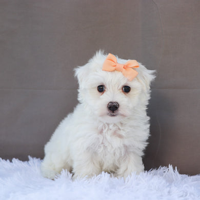 Camille - Available 6/18