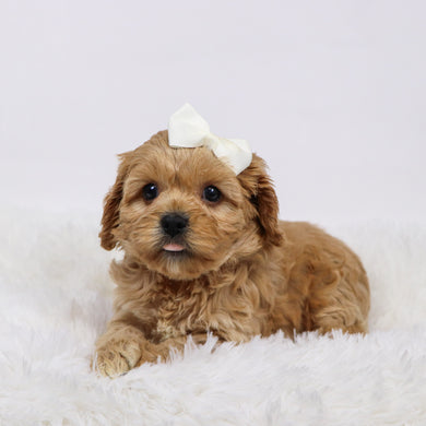 Candi - available 11/18