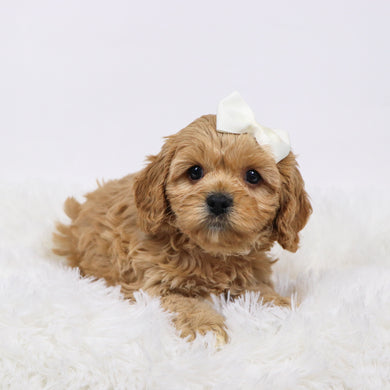 Candi - available 11/18