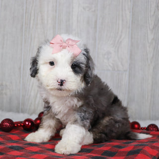 Candy - Available 12/10