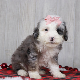 Candy - Available 12/10