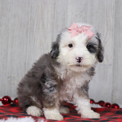 Candy - Available 12/10