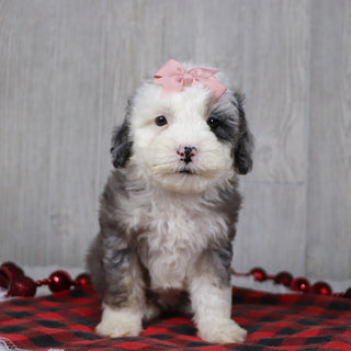 Candy - Available 12/10