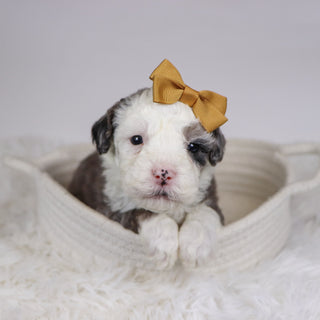 Candy - Available 12/10