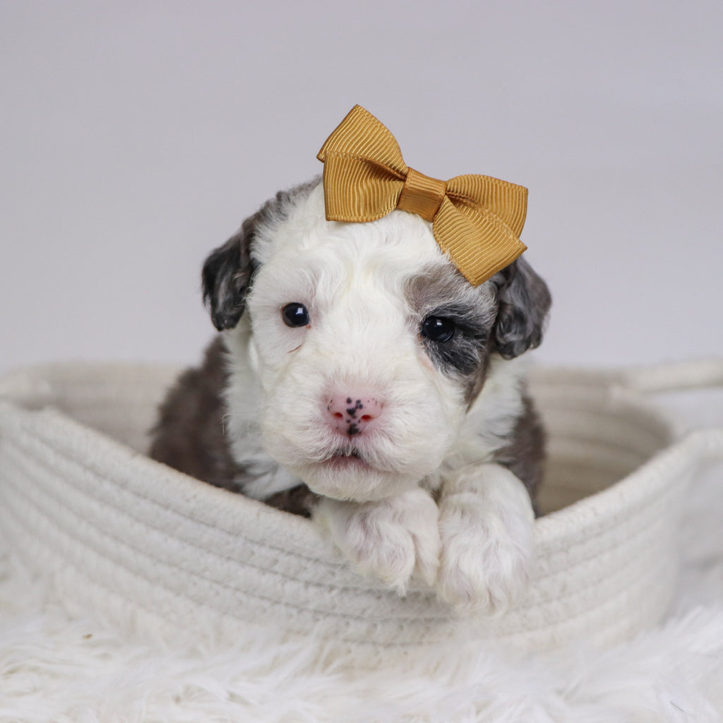 Candy - Available 12/10