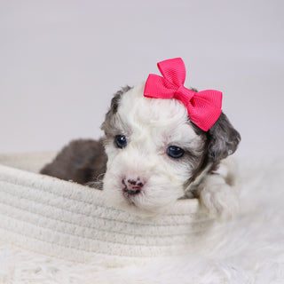 Canisa - Available 12/10