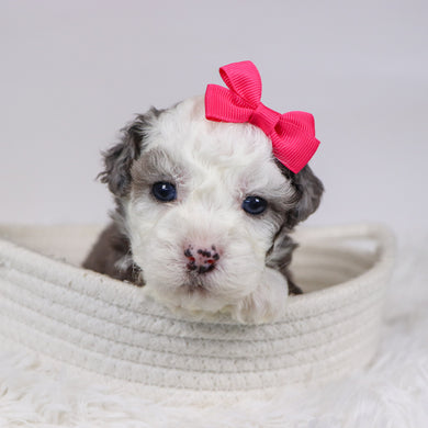 Canisa - Available 12/10