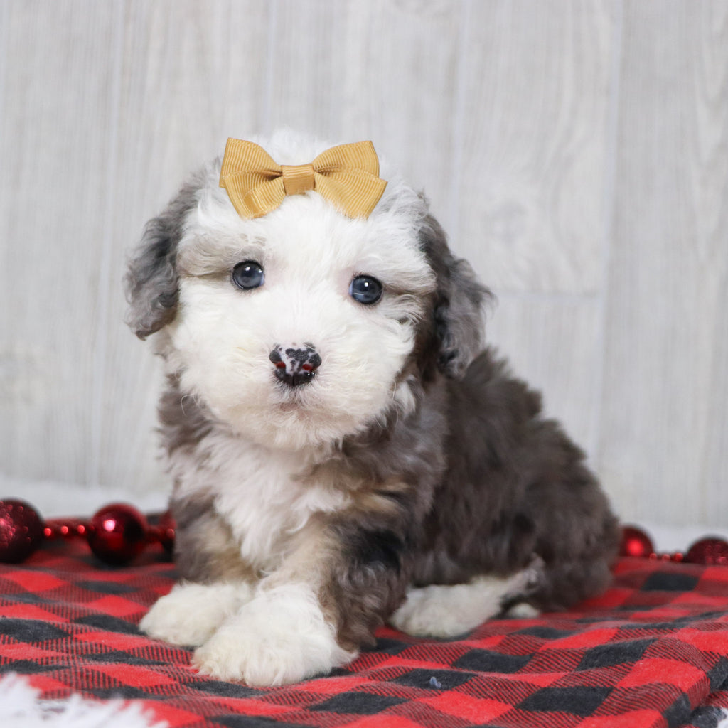 Canisa - Available 12/10