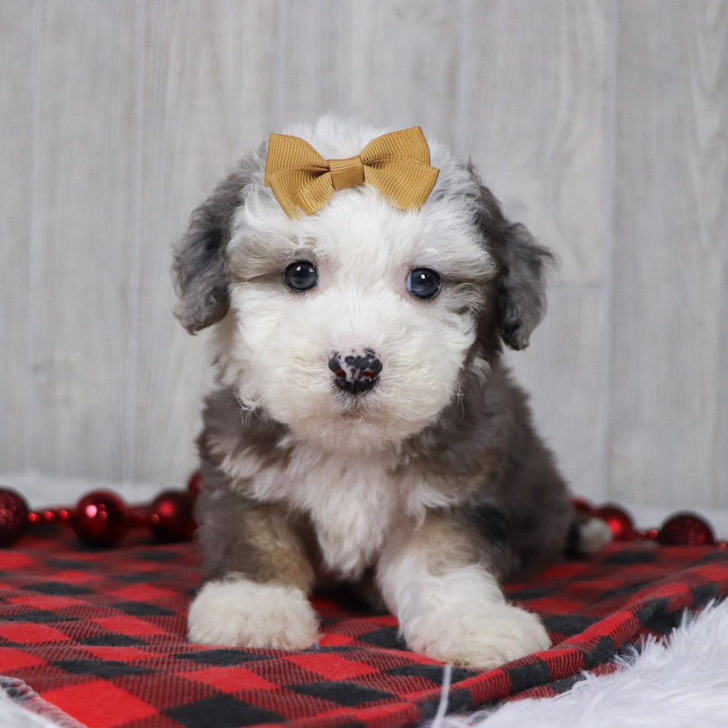 Canisa - Available 12/10