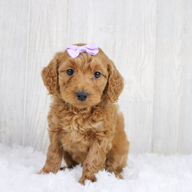 Cara - Available 1/22