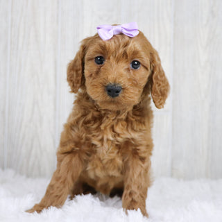 Cara - Available 1/22