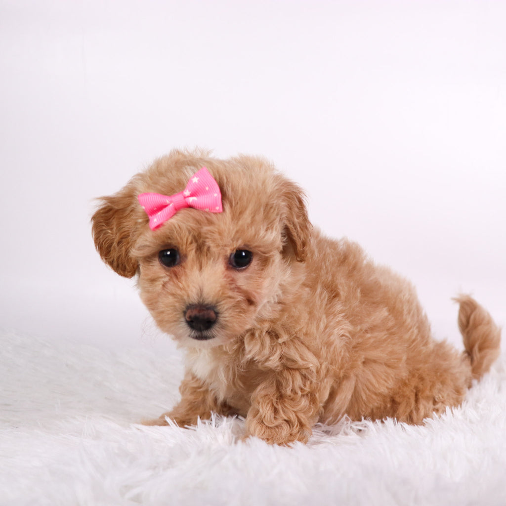 Caramel - Available 10/7