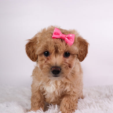 Caramel - Available 10/7