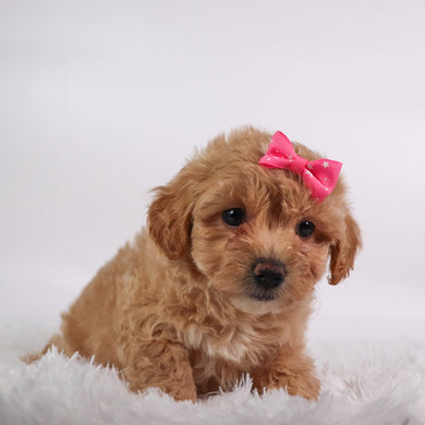 Caramel - Available 10/7