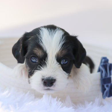 Carew - Available 10/7
