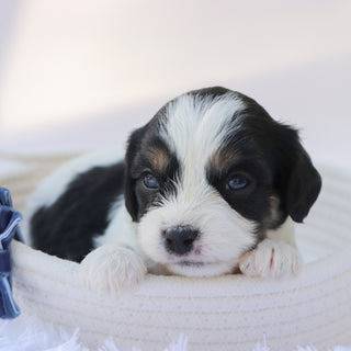 Carew - Available 10/7