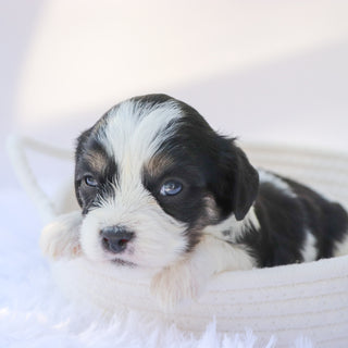 Carew - Available 10/7