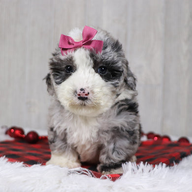 Carla - Available 12/10