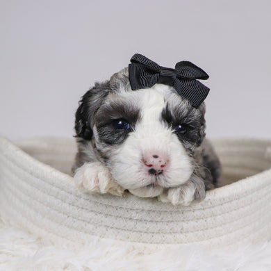 Carla - Available 12/10