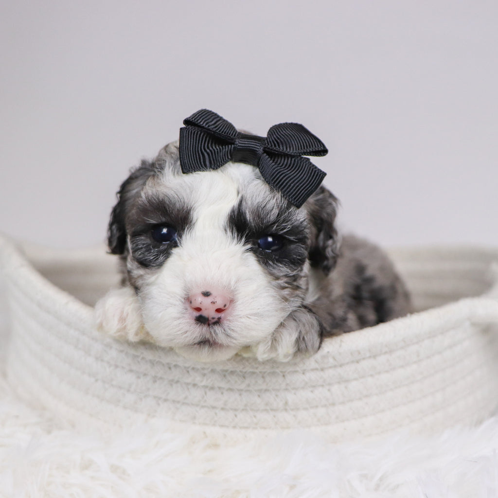 Carla - Available 12/10