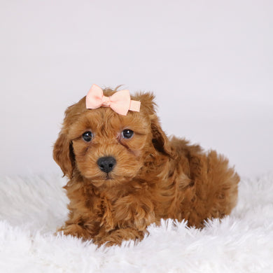 Carmen - Available 11/19