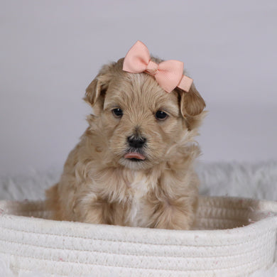 Carol - Available 12/10