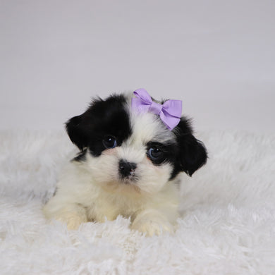 Carolina - Available 11/19