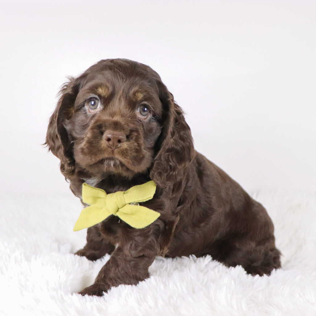 Carson - Available 10/29