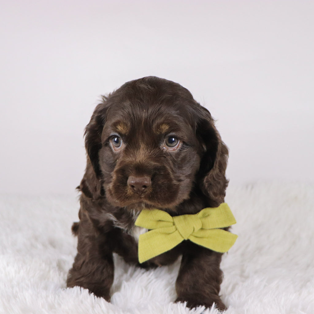 Carson - Available 10/29