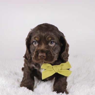 Carson - Available 10/29