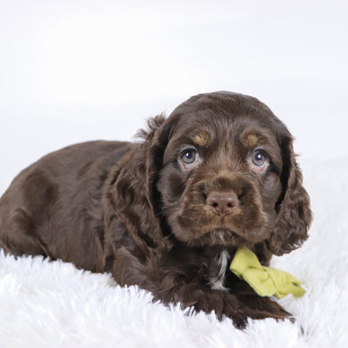 Carson - Available 10/29