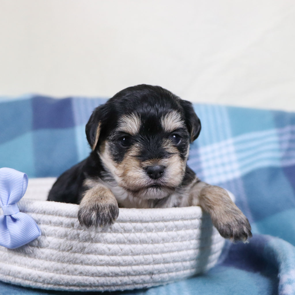 Carter - Available 2/11