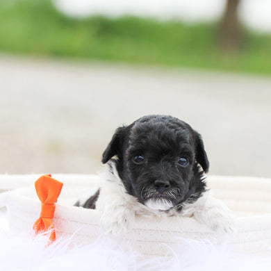 Carter - Available 6/18