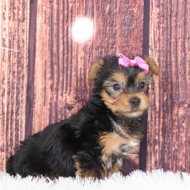 Casilda - Available 12/10