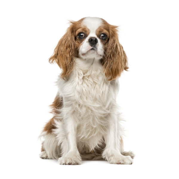 Tiny King Charles Spaniel Puppy Adorable Blenheim Princess Sold