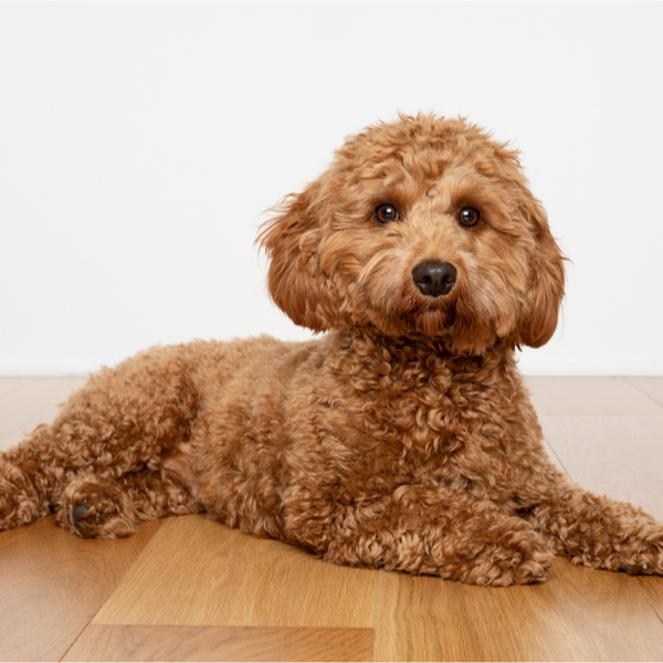 Cavapoo Puppies For Happytail