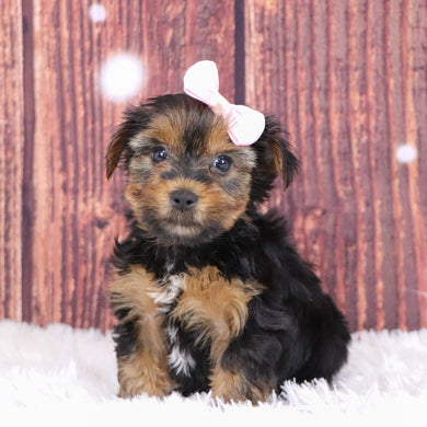 Cecilia - Available 12/10