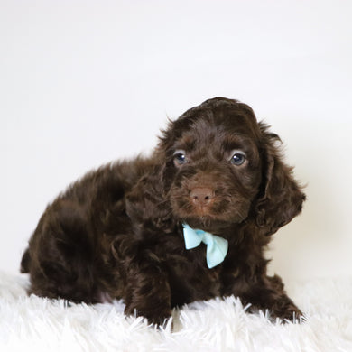 Cedric - Available 10/29