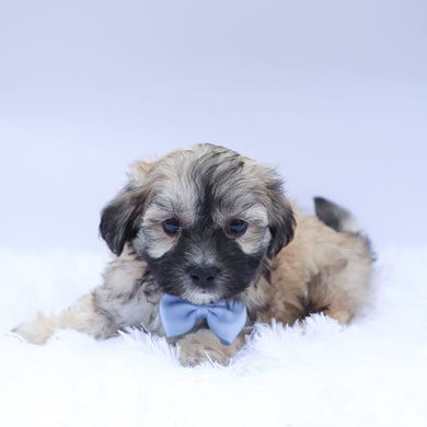 Cedric - Available 9/10