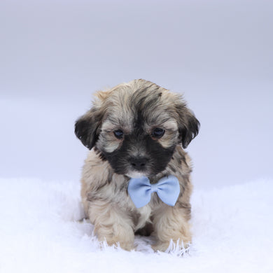Cedric - Available 9/10