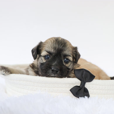 Cedric - Available 9/10