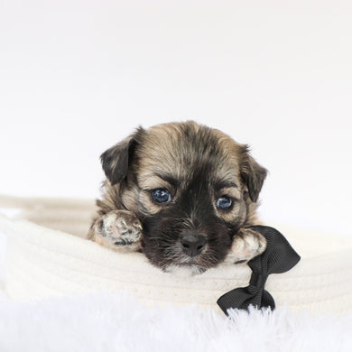 Cedric - Available 9/10