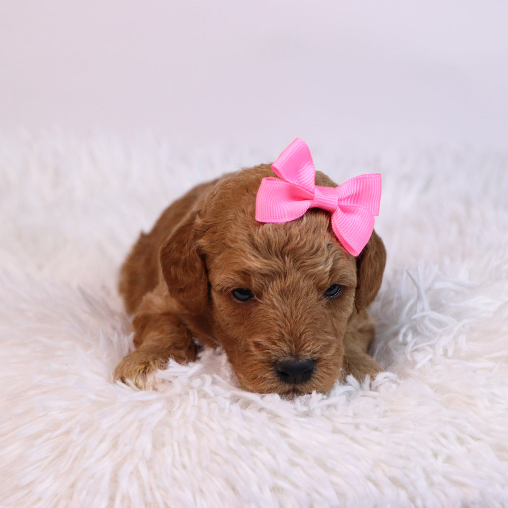 Chanda - Available 12/10